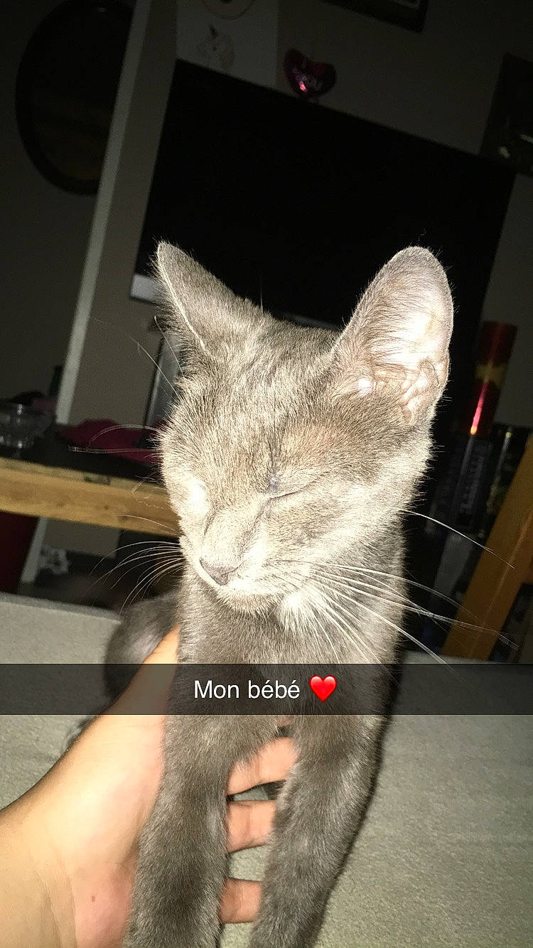 Maya participe au concours pour gagner de l'argent avec cette photo : asian, carnivore, cat, domestic_short_haired_cat, ear, felidae, ojos_azules, russian_blue, small_to_medium_sized_cats, snout, whiskers