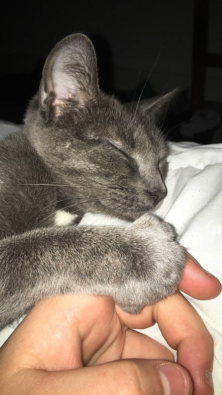 Maya participe au concours pour gagner de l'argent avec cette photo : asian, black_and_white, carnivore, cat, claw, domestic_short_haired_cat, ear, felidae, gesture, hand, kitten, korat, mammal, nap, nebelung, paw, russian_blue, small_to_medium_sized_cats, snout, whiskers