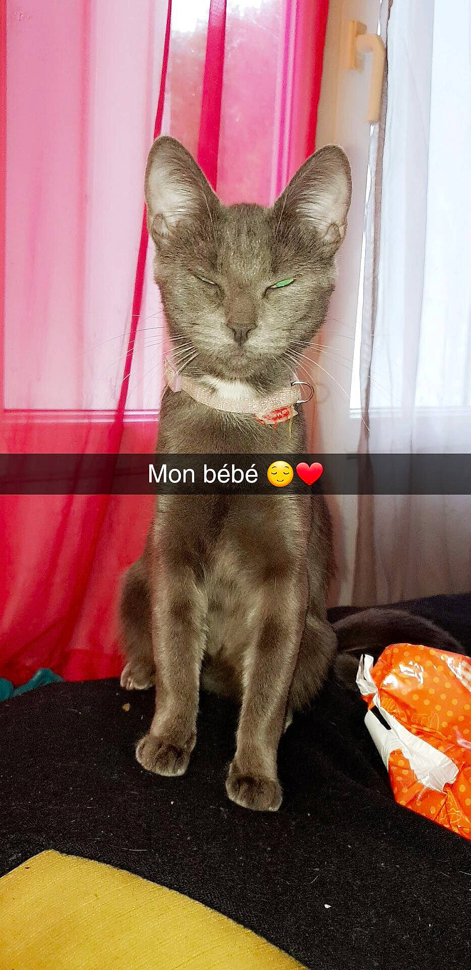 Maya participe au concours pour gagner de l'argent avec cette photo : asian, carnivore, cat, chausie, domestic_short_haired_cat, european_shorthair, felidae, german_rex, kitten, korat, mammal, oriental_longhair, oriental_shorthair, photo_caption, russian_blue, small_to_medium_sized_cats, tabby_cat, tail, vertebrate, whiskers