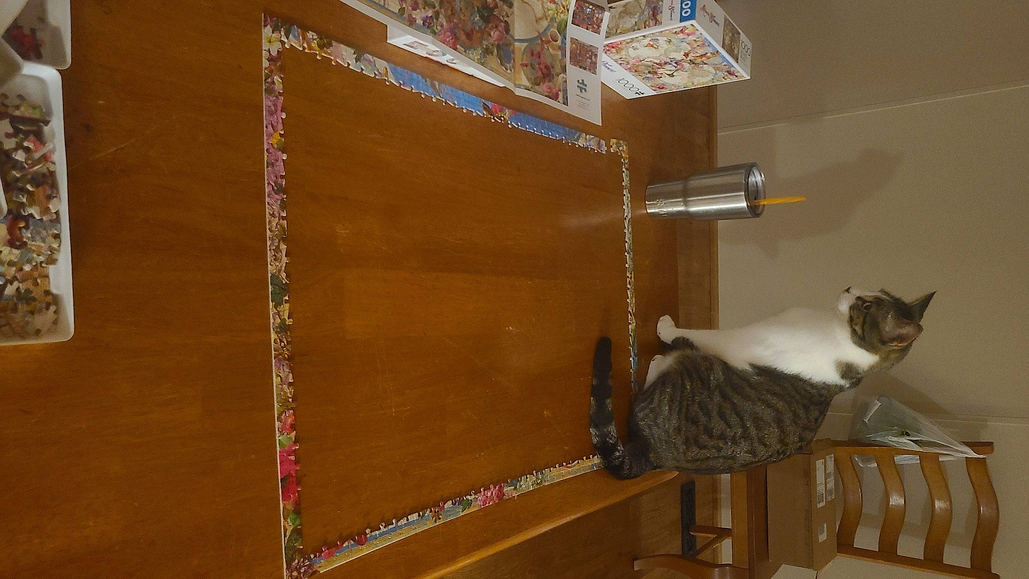 Bigfoot is registered to the contest to win money with this photo: brown, building, carnivore, cat, cat_supply, domestic_short_haired_cat, felidae, floor, flooring, fur, hardwood, plywood, room, shelving, small_to_medium_sized_cats, tail, varnish, whiskers, wood, wood_stain