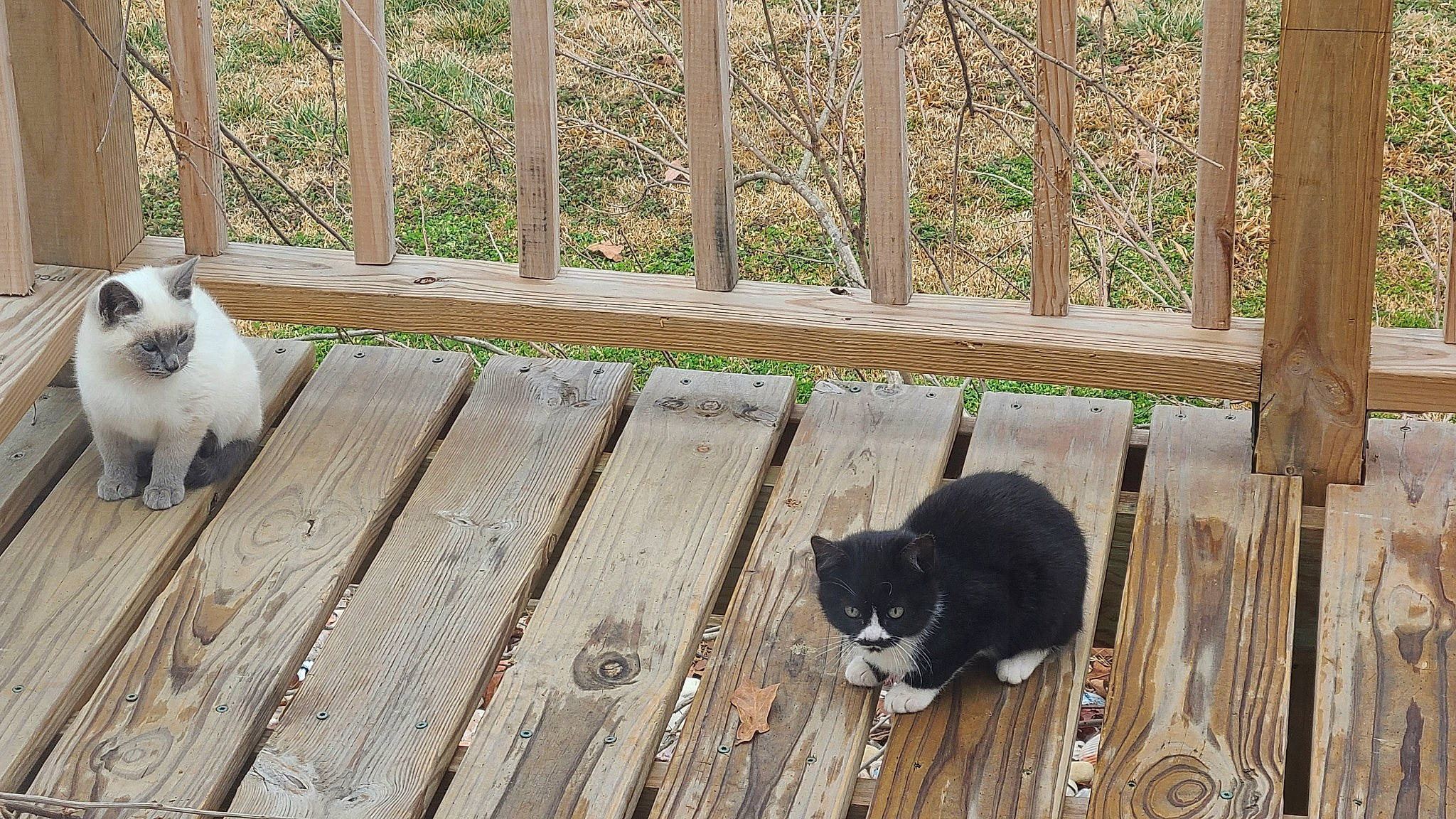 Baby Belle joined the competition — help win amazing prizes! carnivore, cat, companion_dog, dog_breed, domestic_short_haired_cat, felidae, fence, flooring, fur, grass, green, hardwood, plant, small_to_medium_sized_cats, snout, tail, terrestrial_animal, whiskers, wood, wood_stain