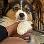 Simba participe au concours pour gagner de l'argent avec cette photo : puppy, dog, pet, animal, fluffy, tricolor, paw, hand, indoor, cozy, cute, young, fur, closeup, portrait, expression, looking, soft, companion, adorable