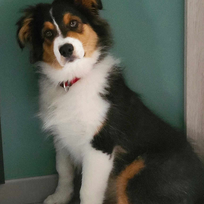 Simba participe au concours pour gagner de l'argent avec cette photo : adorable, animal, collar, curious, cute, dog, domestic, floor, fur, furniture, home, indoor, looking, pet, puppy, sitting, tile, tricolor, wall, young