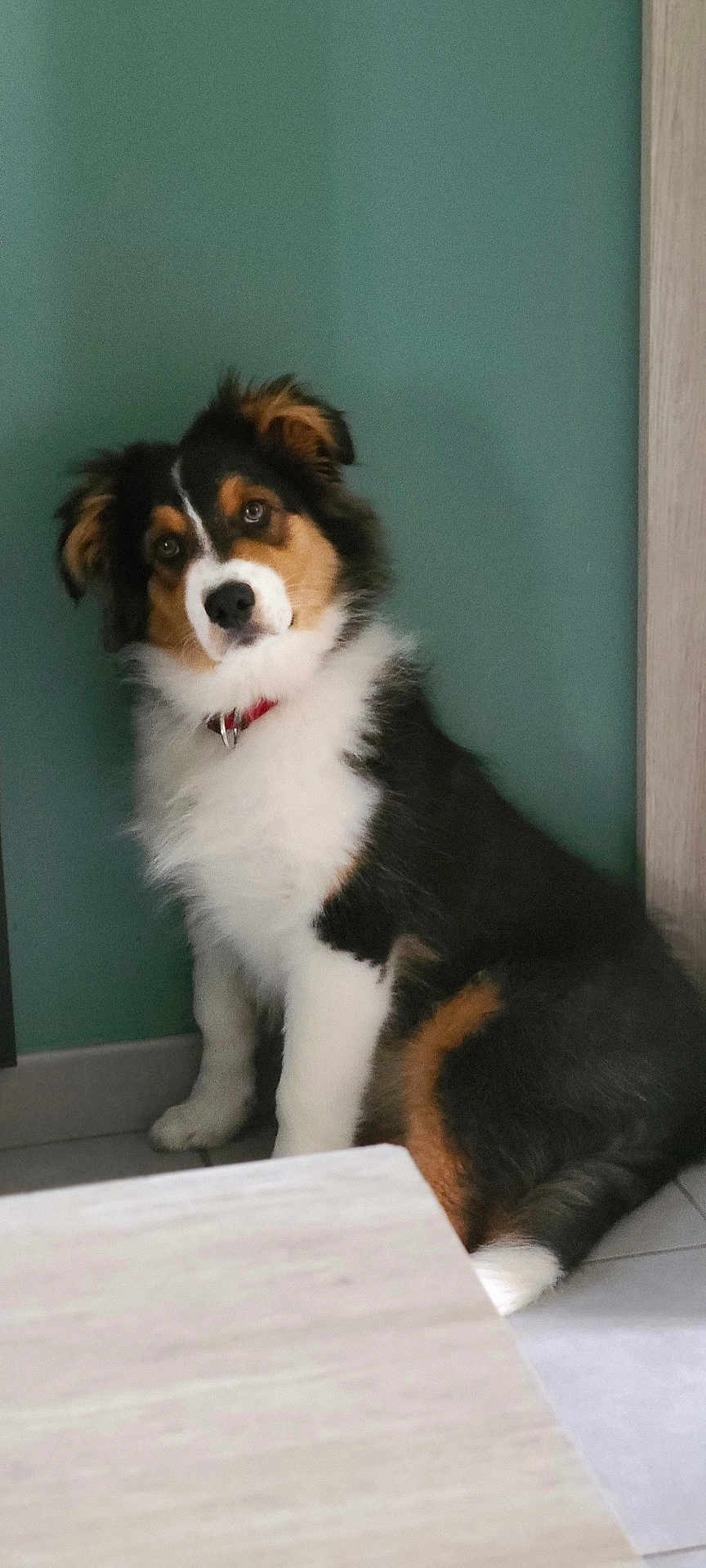 Simba participe au concours pour gagner de l'argent avec cette photo : dog, puppy, tricolor, fur, collar, indoor, floor, tile, wall, sitting, pet, cute, animal, domestic, young, looking, curious, furniture, home, adorable