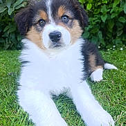 Simba a rejoint le concours — aidez-le/la à gagner de superbes lots ! puppy, dog, grass, outdoor, nature, fur, tricolor, leafy_bushes, cute, young, pet, animal, lying_down, eyes, nose, ears, fluffy, adorable, mammal, portrait