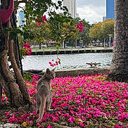 Nina joined the competition — help win amazing prizes! cat, gray_cat, pink_flowers, flower_bed, tree, flamingo_lawn_ornament, waterfront, river, cityscape, buildings, urban, sidewalk, grass, leafy_tree, overcast_sky, nature, outdoor, animal, curious_cat, pet