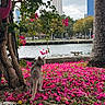 animal, buildings, cat, cityscape, curious_cat, flamingo_lawn_ornament, flower_bed, grass, gray_cat, leafy_tree, nature, outdoor, overcast_sky, pet, pink_flowers, river, sidewalk, tree, urban, waterfront