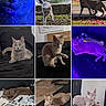 Nina is registered to the contest to win money with this photo: cat, gray_cat, dj_mixer, indoor, outdoor, black_furniture, blue_light, purple_light, relaxing, posing, lying_down, exploring, technology, music_equipment, multiple_images, collage, pet, animal, home, couch