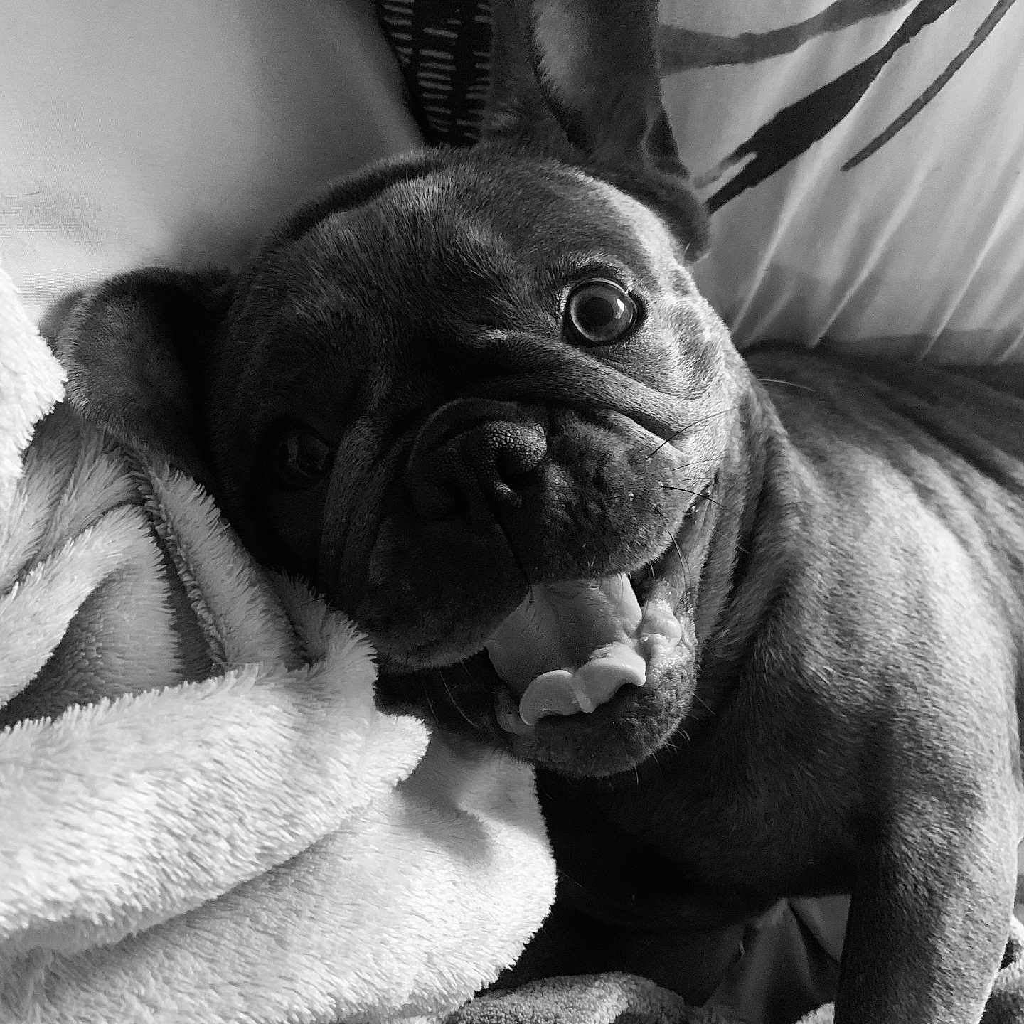 Blue a rejoint le concours — aidez-le/la à gagner de superbes lots ! animal, black_and_white, blanket, close_up, cozy, cute, dog, ears, expression, french_bulldog, fur, indoor, pet, portrait, puppy, resting, sleepy, snout, teeth, tongue