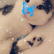 Oreo joined the competition — help win amazing prizes! cat, white, black, paw, butterfly_filter, snowflake_effect, close_up, cute, pet, whiskers, relaxed, indoor, fur, animal, face, nose, eyes, collar, lying_down, soft_lighting