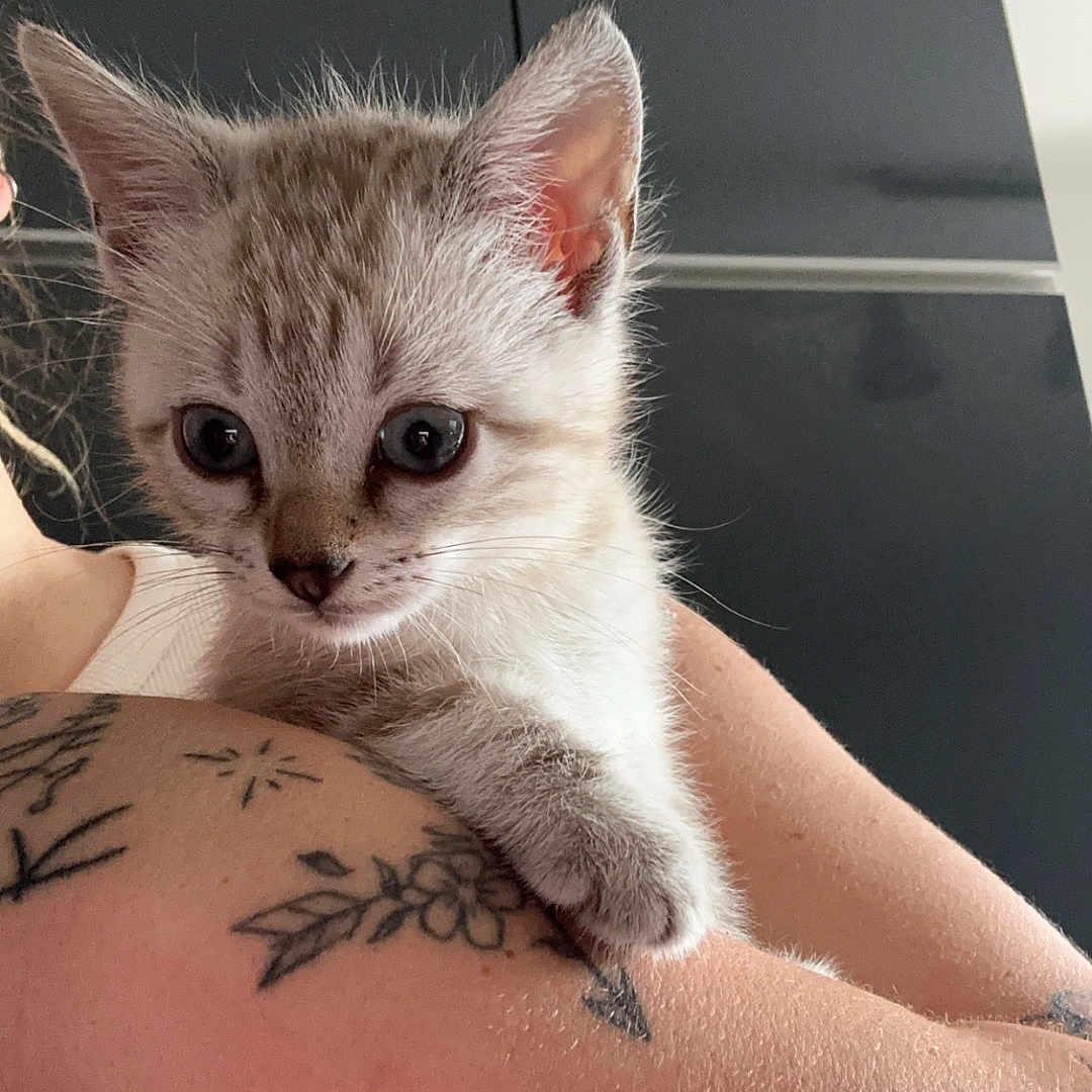 Nala participe au concours pour gagner de l'argent avec cette photo : abyssinian, animal, arm, bodypart, cat, cross, face, hand, head, kitten, manx, person, pet, photography, portrait, skin, symbol, tattoo, text, wrist