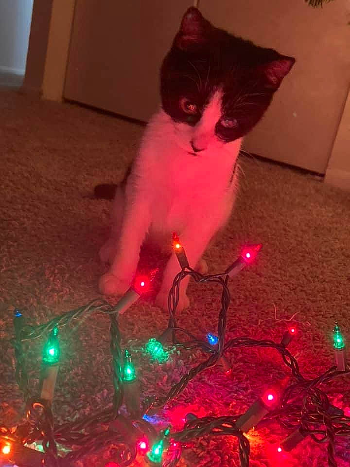 Jinora is registered to the contest to win money with this photo: automotive_lighting, carnivore, cat, christmas_decoration, electric_blue, event, felidae, flooring, fun, holiday, lap, light, magenta, pink, purple, red, small_to_medium_sized_cats, space, whiskers, white