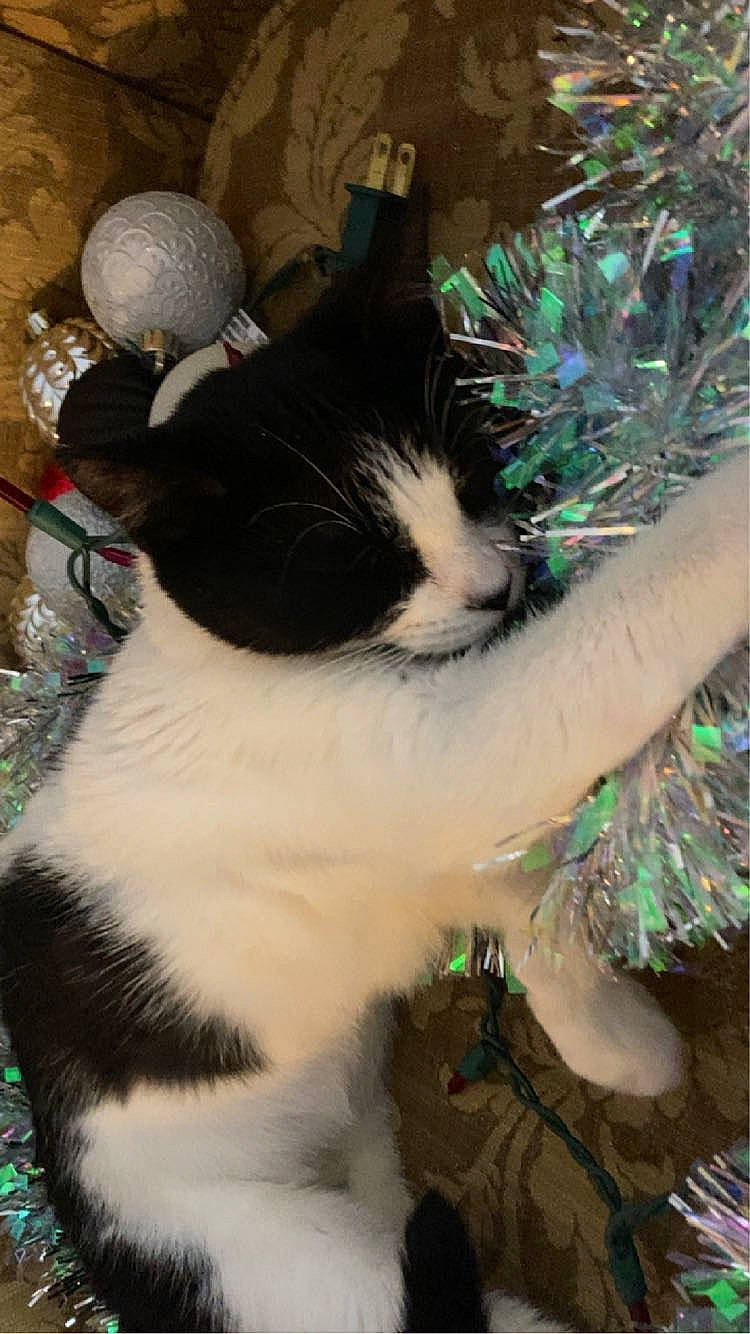 Jinora joined the competition — help win amazing prizes! art, carnivore, cat, claw, domestic_short_haired_cat, eye, fawn, felidae, foot, fur, grass, holiday, paw, plant, small_to_medium_sized_cats, snout, tail, tree, whiskers, window