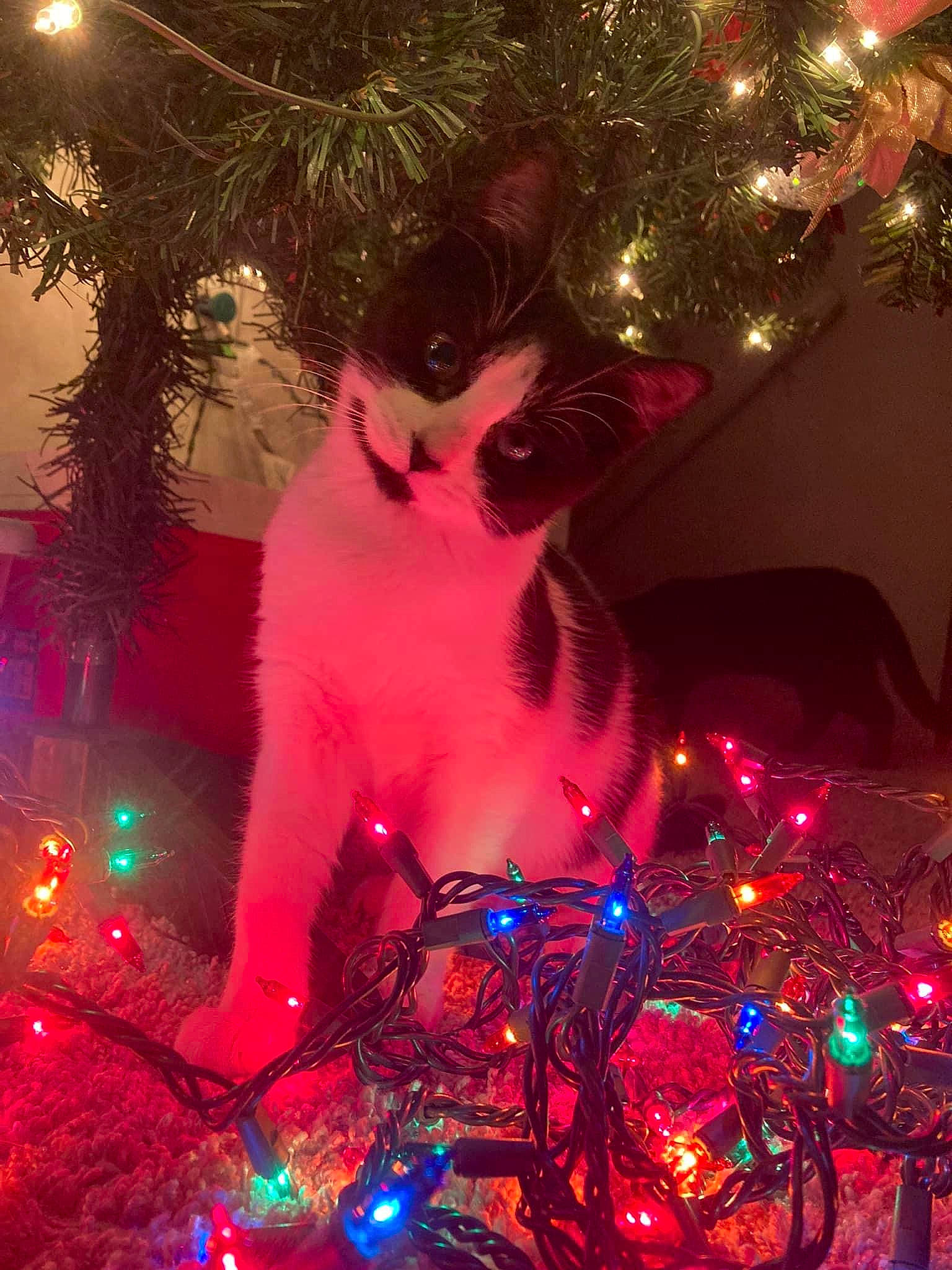 Jinora is registered to the contest to win money with this photo: beauty, christmas, christmas_decoration, christmas_ornament, christmas_tree, electric_blue, event, evergreen, holiday, holiday_ornament, light, lighting, magenta, midnight, ornament, pink, purple, snapshot, space, white