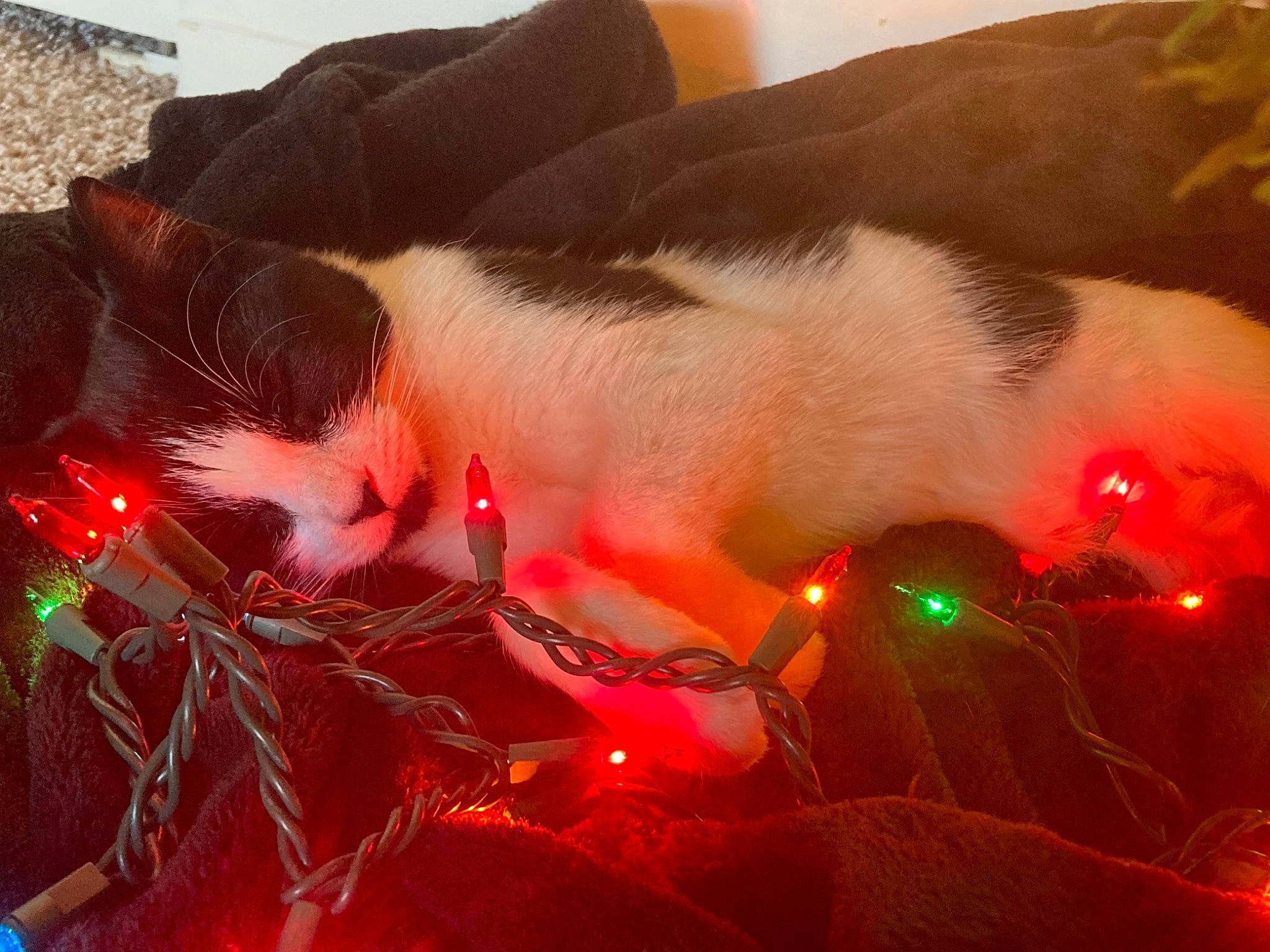 Jinora is registered to the contest to win money with this photo: automotive_lighting, cable, carmine, carnivore, cat, christmas, christmas_decoration, christmas_eve, christmas_ornament, event, felidae, fur, grass, heat, holiday, sky, small_to_medium_sized_cats, tail, tradition, whiskers