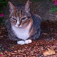 Mouss participe au concours pour gagner de l'argent avec cette photo : cat, tabby, animal, pet, outdoor, nature, flower, greenery, leaf, winking, closeup, fur, whiskers, paws, sitting, ground, stone, garden, cute, relaxed