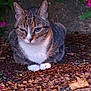cat, tabby, animal, pet, outdoor, nature, flower, greenery, leaf, winking, closeup, fur, whiskers, paws, sitting, ground, stone, garden, cute, relaxed