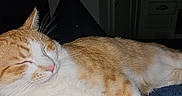Freddy is registered to the contest to win money with this photo: animal, blanket, cat, closeup, couch, cozy, cute, domestic_animal, feline, fur, home, indoor, living_room, orange_cat, pet, relaxed, resting, sleeping, whiskers, white_cat