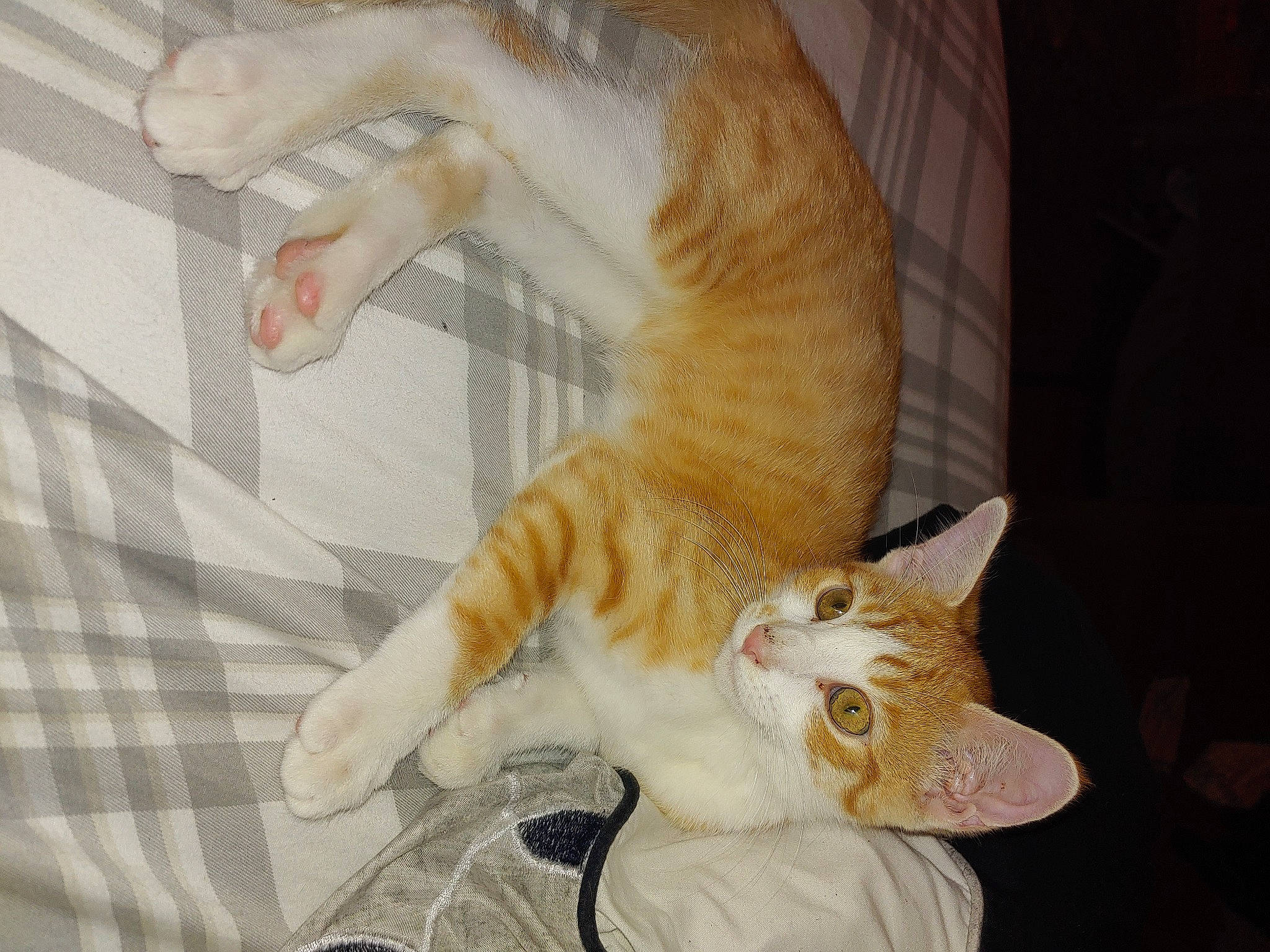 Freddy is registered to the contest to win money with this photo: carnivore, cat, claw, comfort, domestic_short_haired_cat, ear, fawn, felidae, flooring, foot, fur, pattern, paw, small_to_medium_sized_cats, snout, tail, thread, whiskers, wood