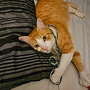 Freddy is registered to the contest to win money with this photo: cat, orange_cat, white_cat, pet, indoor, bed, pillow, striped_pillow, string, playful, relaxed, fur, whiskers, animal, cute, domestic_cat, lying_down, looking, curious, tabby