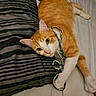 animal, bed, cat, curious, cute, domestic_cat, fur, indoor, looking, lying_down, orange_cat, pet, pillow, playful, relaxed, string, striped_pillow, tabby, whiskers, white_cat