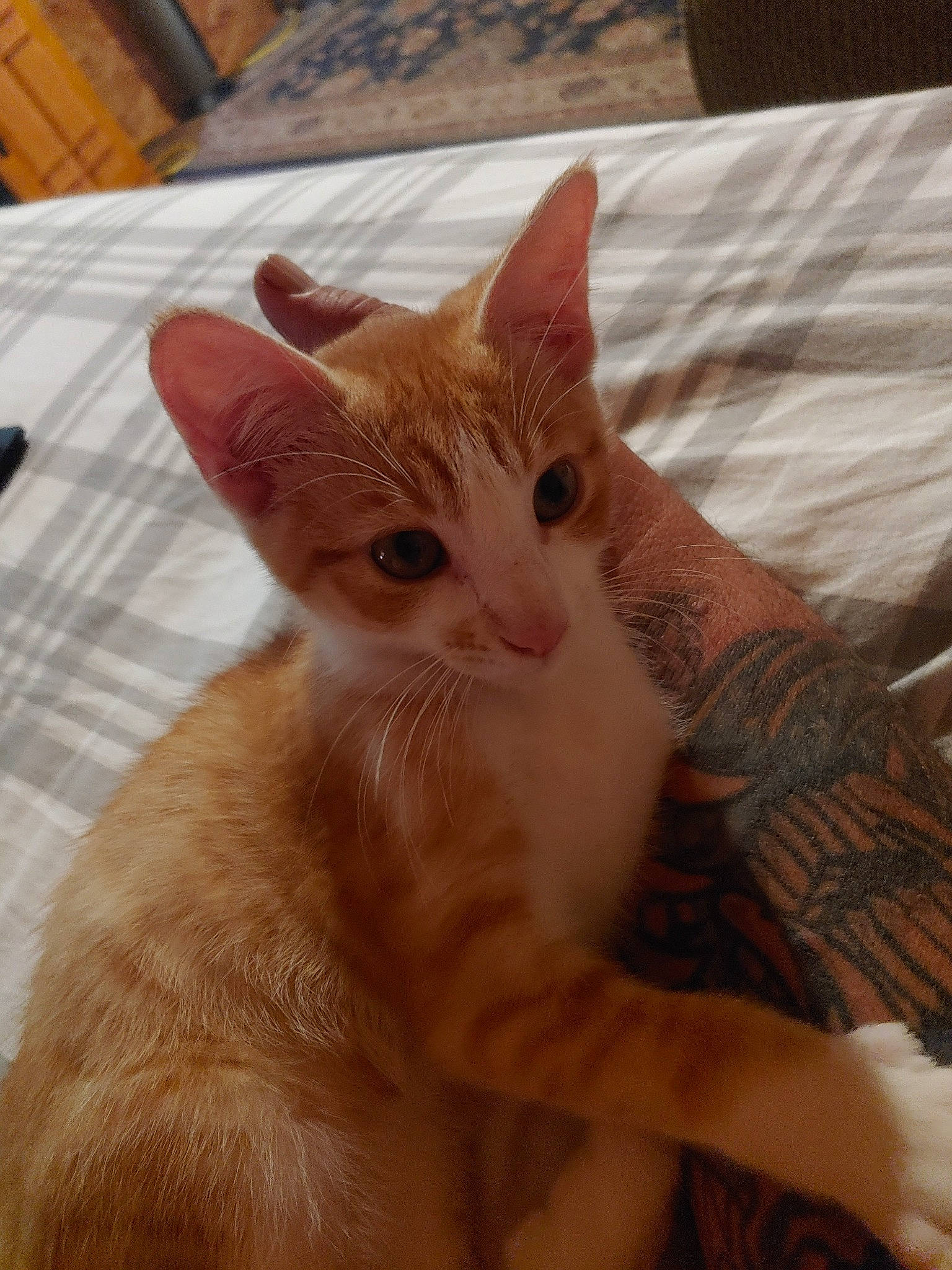 Freddy is registered to the contest to win money with this photo: carnivore, cat, claw, comfort, domestic_short_haired_cat, ear, fawn, felidae, fur, gesture, nail, paw, sitting, small_to_medium_sized_cats, snout, tail, whiskers, wood