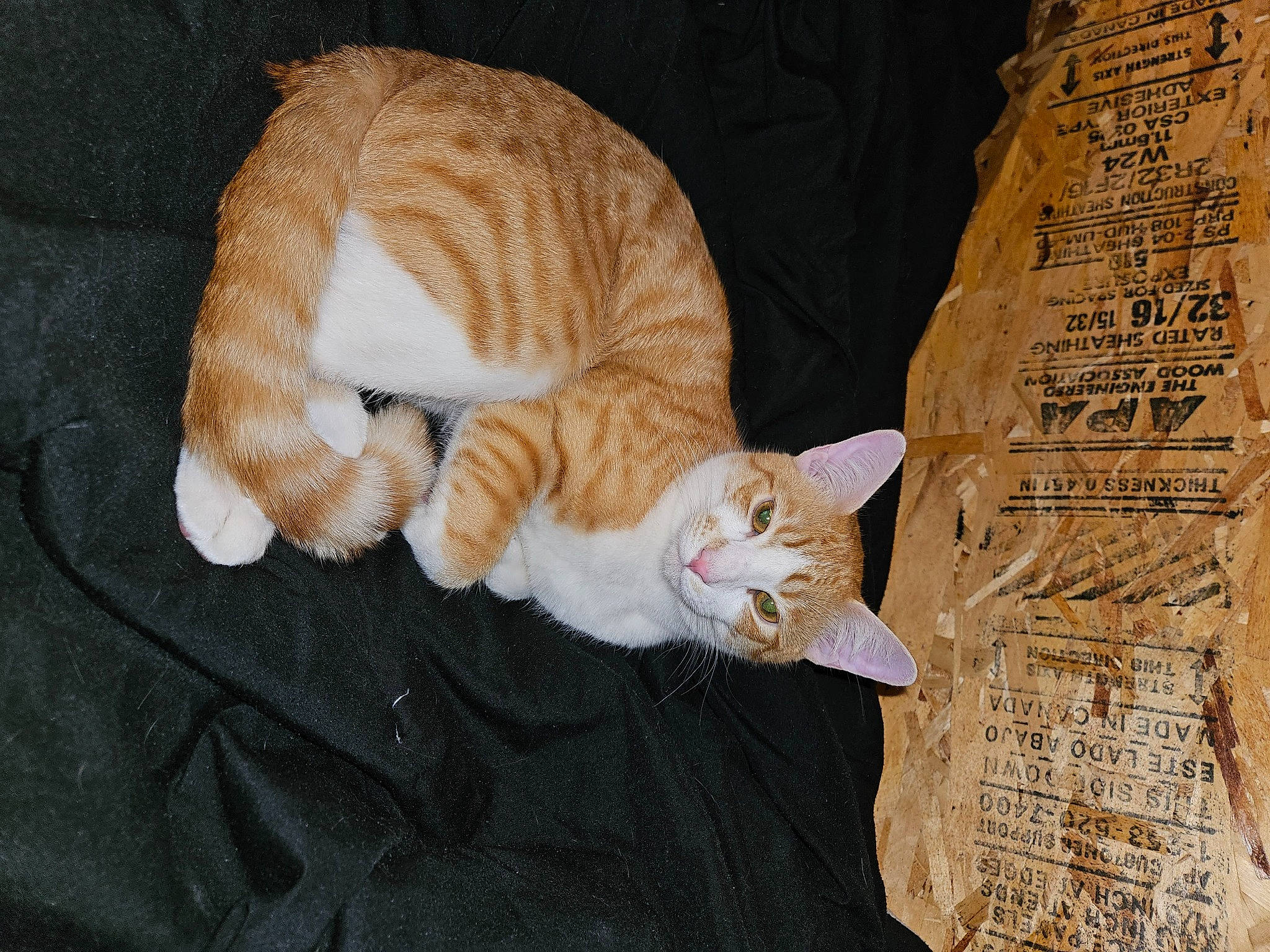 Freddy joined the competition — help win amazing prizes! carnivore, cat, claw, comfort, domestic_short_haired_cat, fawn, felidae, fur, hat, linens, nap, paw, small_to_medium_sized_cats, snout, tail, tree, whiskers, window, wood, wool