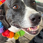 Lexi is registered to the contest to win money with this photo: dog, close_up, brown_eyes, black_and_white_fur, colorful_collar, flower_collar, happy, smiling, pet, canine, outdoor, wooden_floor, tongue, teeth, ears, animal, friendly, portrait, looking_up, playful