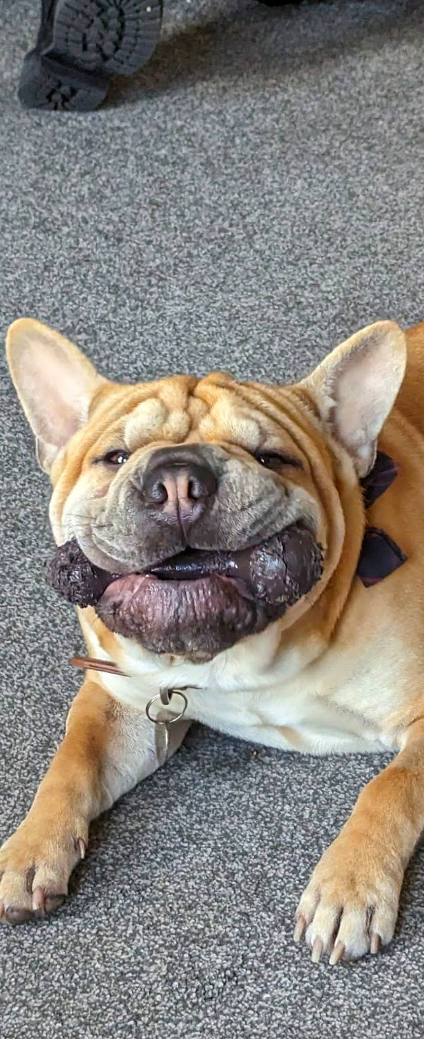 Arthur is registered to the contest to win money with this photo: biting, bored, bulldog, canidae, carnivore, collar, companion_dog, dog, dog_breed, dog_collar, fawn, molosser, non_sporting_group, paw, puppy, shar_pei, sporting_group, whiskers, working_dog, wrinkle