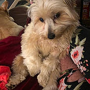 Scout is registered to the contest to win money with this photo: blanket, can, casual, companion, cozy, cream_colored, dog, fabric, floral_pattern, fluffy, food_container, furniture, home, indoor, pet, pringles, red_blanket, relaxing, resting, two_dogs