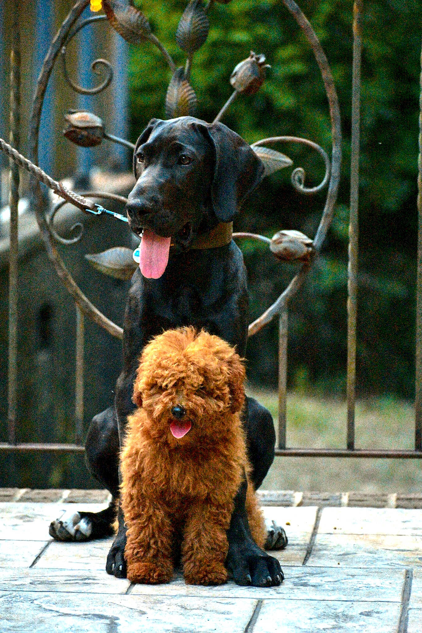 Shalome is registered to the contest to win money with this photo: canidae, carnivore, collar, companion_dog, dog, dog_breed, dog_collar, dog_supply, dog_walking, fashion_accessory, fawn, fur, leash, mammal, pet_supply, poodle, snout, sporting_group, water_dog, working_animal