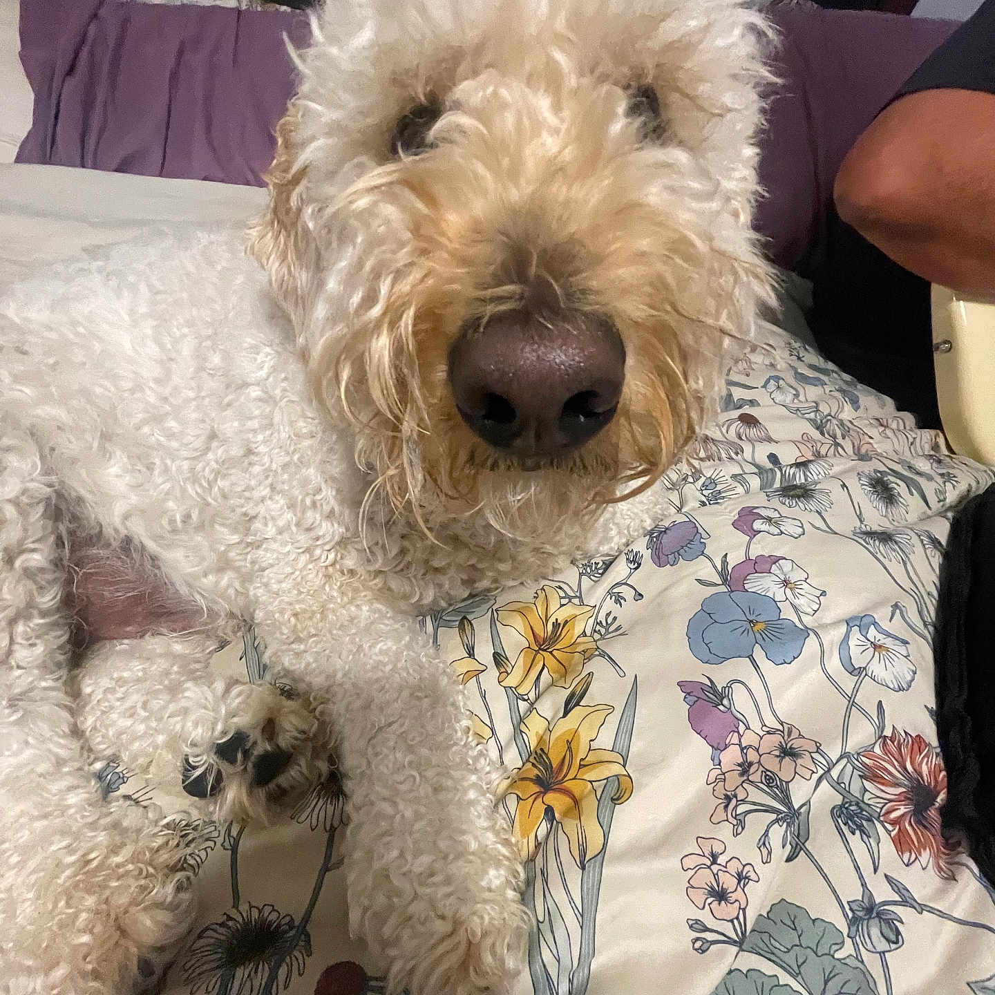 Freddie is registered to the contest to win money with this photo: animal, bed, casual, close_up, comfort, cozy, curly_fur, cute, dog, floral_bedspread, fur, home, indoor, lying_down, nose, paw, person_arm, pet, relaxed, white_dog