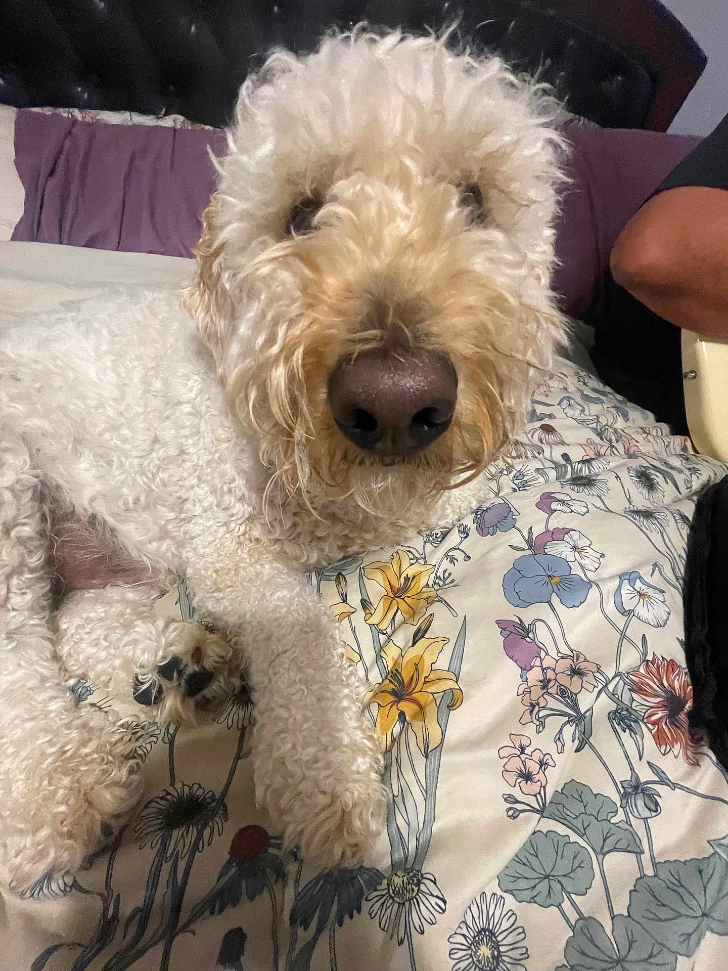 Freddie is registered to the contest to win money with this photo: dog, white_dog, curly_fur, bed, floral_bedspread, close_up, nose, paw, fur, indoor, pet, animal, relaxed, lying_down, comfort, home, person_arm, casual, cozy, cute