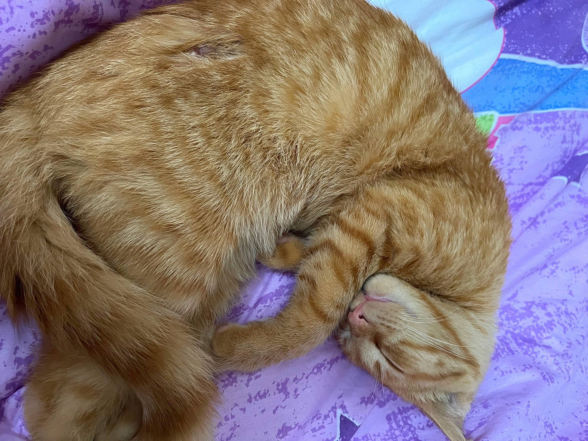 Butters joined the competition — help win amazing prizes! carnivore, cat, claw, comfort, companion_dog, dog_breed, domestic_short_haired_cat, ear, fawn, felidae, fur, linens, liver, magenta, small_to_medium_sized_cats, tail, terrestrial_animal, whiskers, working_animal, wrinkle