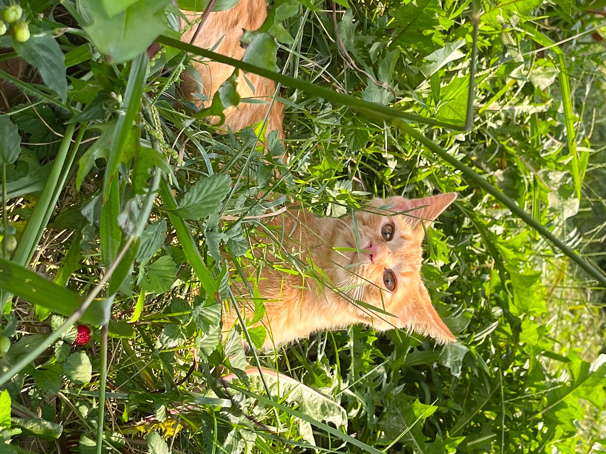 Butters is registered to the contest to win money with this photo: annual_plant, buddleia, event, flowering_plant, grass, groundcover, herb, herbaceous_plant, plant, plant_pathology, plant_stem, shrub, subshrub, terrestrial_plant, tree, twig, wildlife, wood