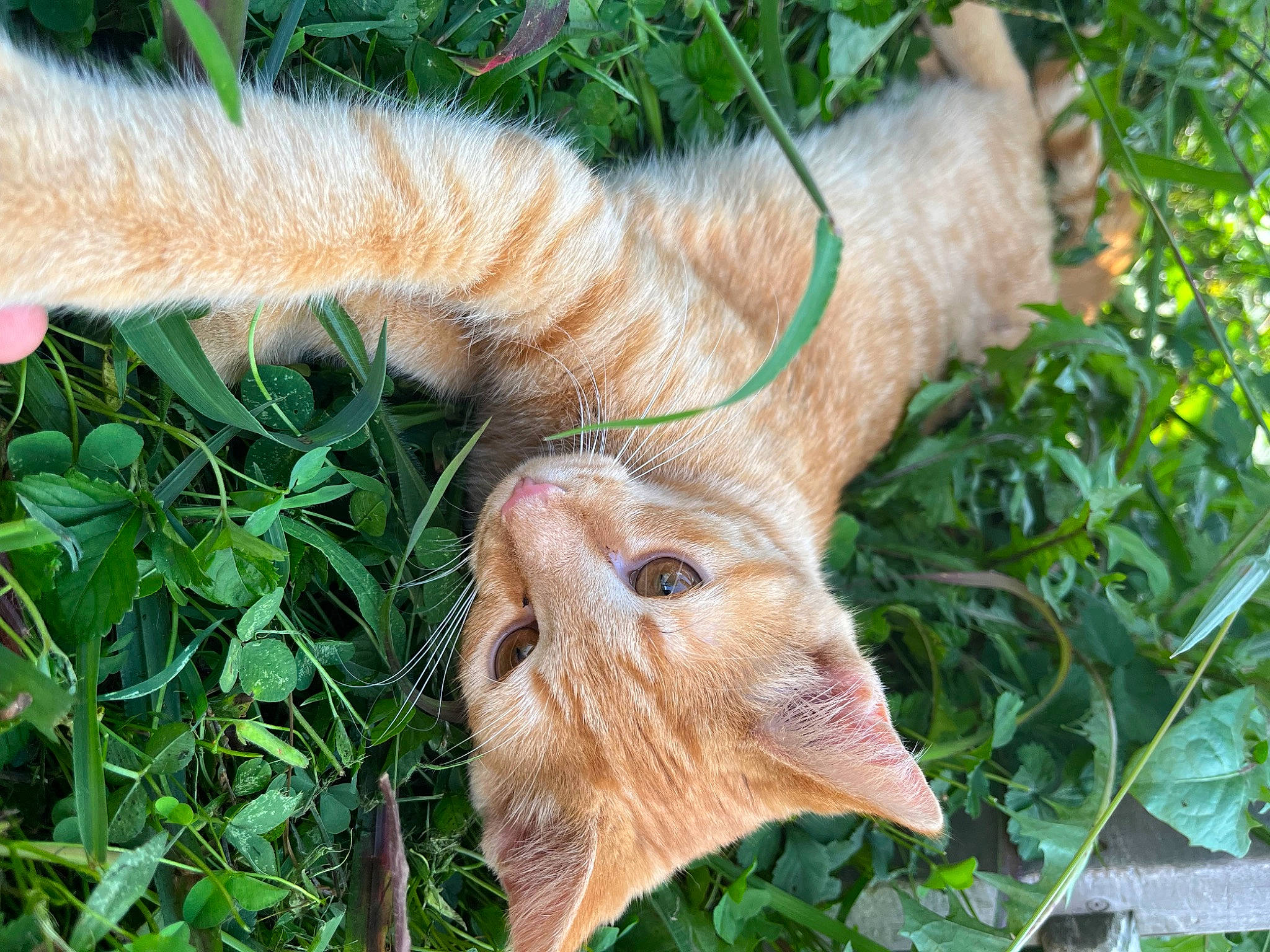 Butters is registered to the contest to win money with this photo: botany, cat, domestic_short_haired_cat, fawn, felidae, fur, grass, groundcover, herb, lawn_ornament, plant, small_to_medium_sized_cats, snout, tail, terrestrial_animal, terrestrial_plant, vascular_plant, whiskers, wildlife, wood