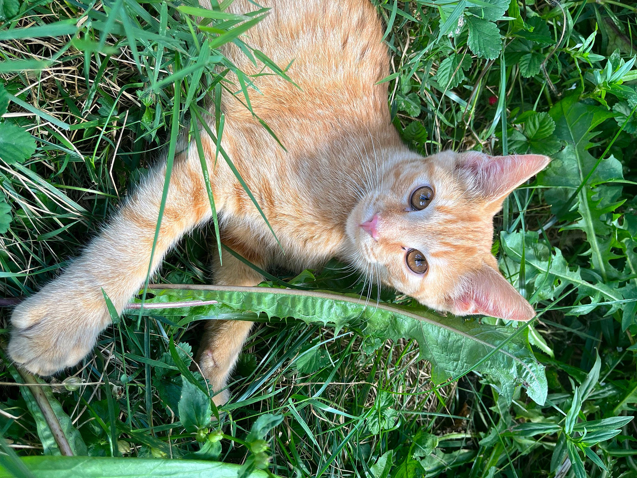 Butters joined the competition — help win amazing prizes! carnivore, cat, close_up, domestic_short_haired_cat, fawn, felidae, fur, grass, groundcover, mammal, organism, plant, small_to_medium_sized_cats, snout, tail, terrestrial_animal, terrestrial_plant, tree, vertebrate, whiskers
