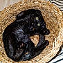 Momo a rejoint le concours — aidez-le/la à gagner de superbes lots ! black_cat, cat, pet, animal, basket, woven_basket, indoor, curled_up, green_eyes, playful, cozy, feline, fur, whiskers, paws, close_up, striped_background, resting, cute, domestic_animal