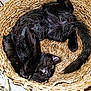 cat, black_cat, basket, woven_basket, pet, animal, feline, playful, curious, fur, whiskers, paws, tail, resting, indoor, striped_fabric, texture, cozy, cute, relaxed