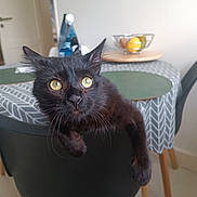 Momo participe au concours pour gagner de l'argent avec cette photo : animal, black_cat, cat, chair, closeup, cozy, curious, dining_table, domestic, eyes, feline, fruit_basket, furniture, home, indoor, looking, pet, portrait, tablecloth, whiskers