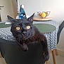 animal, black_cat, cat, chair, closeup, cozy, curious, dining_table, domestic, eyes, feline, fruit_basket, furniture, home, indoor, looking, pet, portrait, tablecloth, whiskers