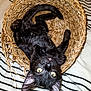 Momo participe au concours pour gagner de l'argent avec cette photo : black_cat, kitten, basket, woven_basket, upside_down, curious, playful, yellow_eyes, ears, whiskers, fur, pet, indoor, striped_bedspread, fabric, cozy, resting, cute, animal, mischievous