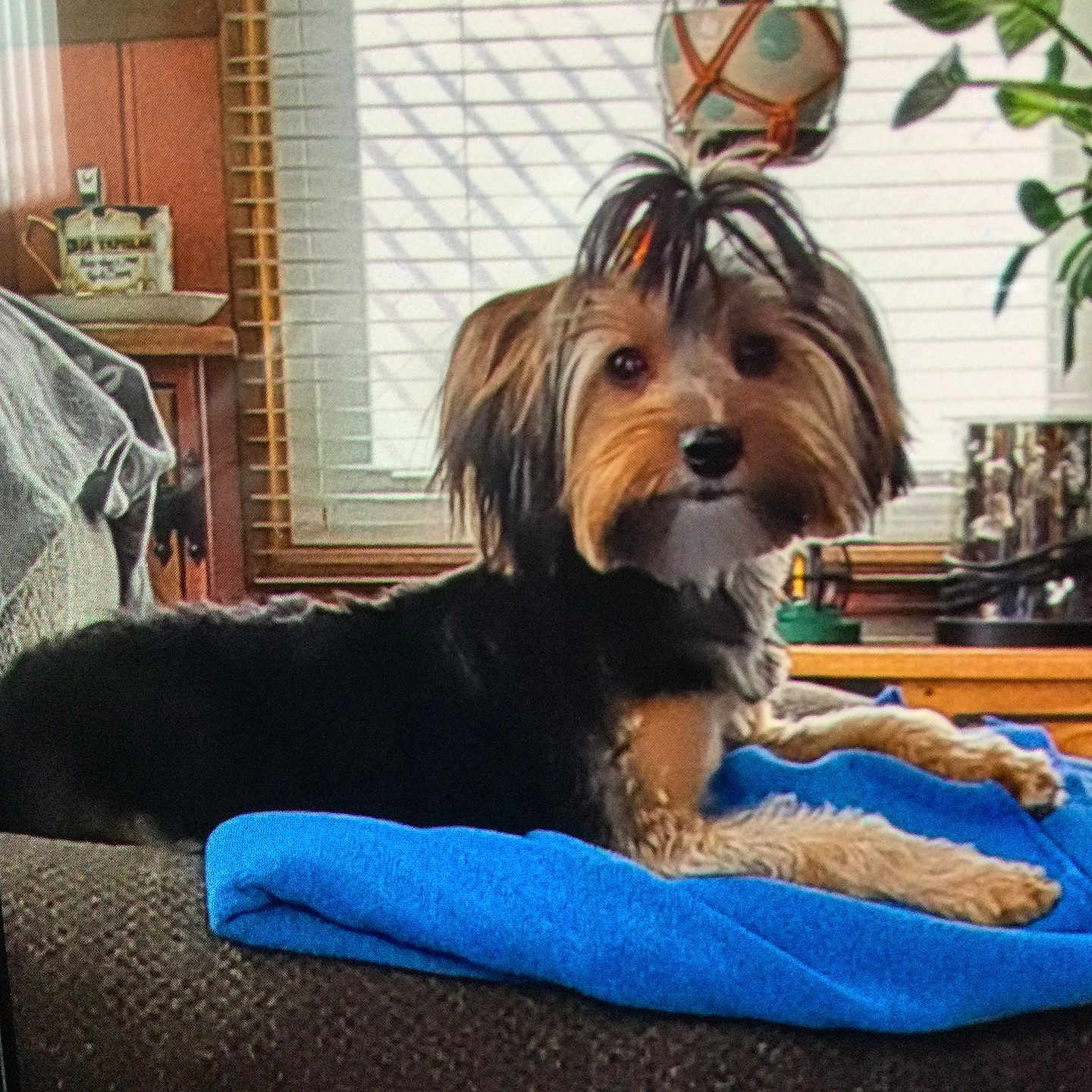 Tallie is registered to the contest to win money with this photo: affenpinscher, animal, blanket, canine, couch, cushion, dog, dogbed, door, furniture, homedecor, hound, indoors, interiordesign, pet, plant, poodle, pottedplant, puppy, terrier