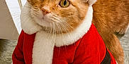 Paws joined the competition — help win amazing prizes! cat, orange_cat, santa_costume, holiday, christmas, red_hat, white_fur_trim, belt, pet, indoor, floor, costume, festive, cute, animal, feline, wide_eyes, looking_up, tabby, adorable