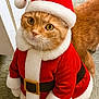 cat, orange_cat, santa_costume, holiday, christmas, red_hat, white_fur_trim, belt, pet, indoor, floor, costume, festive, cute, animal, feline, wide_eyes, looking_up, tabby, adorable