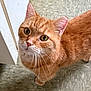 Paws is registered to the contest to win money with this photo: cat, orange_tabby, whiskers, floor, curious, indoor, pet, animal, fur, close_up, domestic_cat, looking_up, ears, eyes, cute, mammal, feline, standing, cabinet, tile_floor