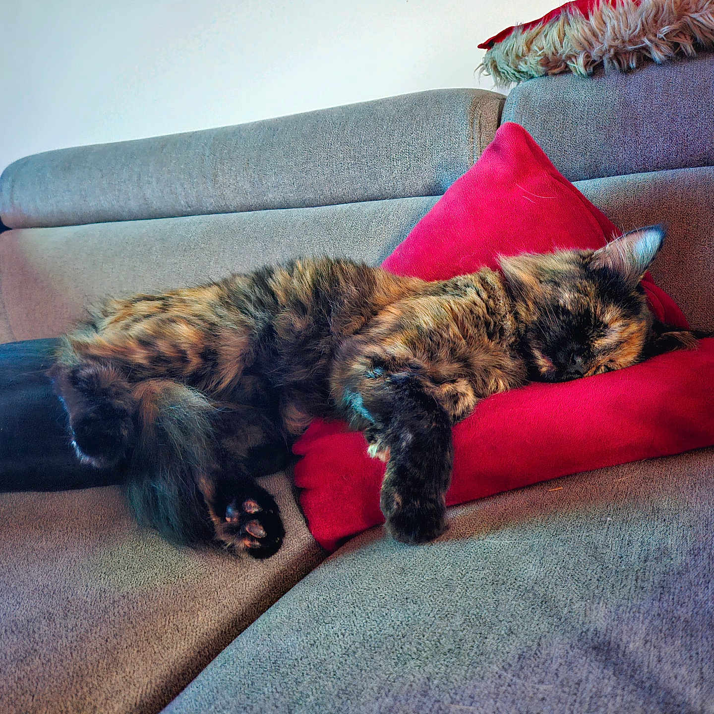 Tinka a rejoint le concours — aidez-le/la à gagner de superbes lots ! animal, cat, comfortable, couch, cozy, cute, domestic, feline, fur, home, indoor, nap, paw, pet, pillow, relaxing, resting, sleeping, soft, tortoiseshell