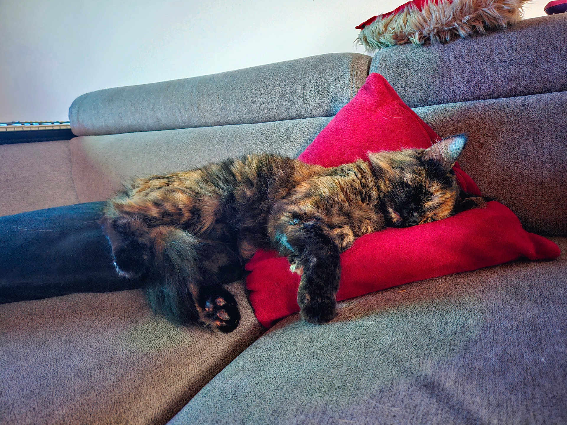 Tinka a rejoint le concours — aidez-le/la à gagner de superbes lots ! cat, tortoiseshell, sleeping, pillow, couch, indoor, cozy, pet, feline, fur, resting, relaxing, home, animal, paw, soft, comfortable, cute, domestic, nap
