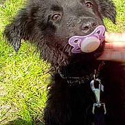 Iron participe au concours pour gagner de l'argent avec cette photo :