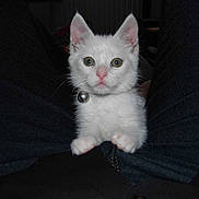 Junior participe au concours pour gagner de l'argent avec cette photo :